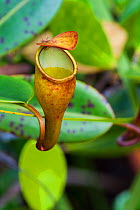 Seychelles pitcher plant (Nepenthes pervillei), Morne Seychelles National Park, Mahe Island, Republic of Seychelles