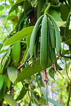 Vanilla fruit pods (Vanilla planifolia), La Digue Island, Republic of Seychelles