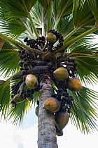 Coco de mer palm tree (Lodoicea maldivica) with fruits, Victoria Botanical Garden, Mahe Island, Republic of Seychelles