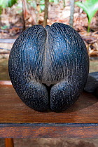 Seed of a Coco de mer palm tree (Lodoicea maldivica), the biggest seed in the plant kingdom. Vallee de Mai Nature Reserve and UNESCO World Heritage Site, Praslin Island, Republic of Seychelles