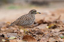 Spotted Thick-Knee (Burhinus capensis), Salalah, Sultanate of Oman, February.