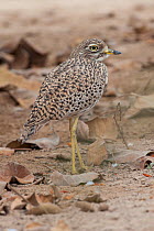 Spotted Thick-Knee (Burhinus capensis), Salalah, Sultanate of Oman, February.