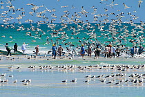 Hundreds of Heuglin's gulls (Larus heuglini) and Caspian gulls (Larus cachinnans) sourround fishermen as they land their catch, Salalah, Sultanate of Oman, February.