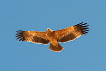 Eastern imperial eagle (Aquila heliaca), juvenile in flight, Salalah, Sultanate of Oman, February.