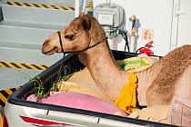 Arabian camel / dromedary (Camelus dromedarius) on the back of a truck on its way to Masirah Island by ferryboat, prepared as a wedding gift, Sultanate of Oman.
