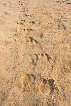 Arabian camel / dromedary (Camelus dromedarius) footprints in the desert, Bar Al Hikman , Sultanate of Oman, February.