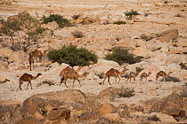 Herd of Arabian camels / dromedaries (Camelus dromedarius) with calves in the rocky desert of Wadi Hashir near Al Mughsayl, Sultanate of Oman, February.