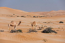 Two Arabian camels / Dromedaries (Camelus dromedarius) feeding in the sparse vegetation of the Rimal Al Wahiba desert, Sultanate of Oman, February.