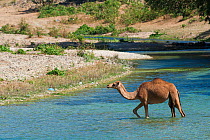Arabian camel / dromedary (Camelus dromedarius) crossing Wadi Darbat, Sultanate of Oman, February.