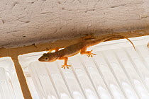 Yellow-bellied house gecko (Hemidactylus flaviviridis), Ras Al Hadd, Sultanate of Oman, February.