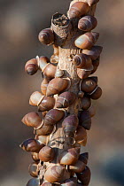 Accumulation of land snails (Euryptyxis labiosa) escaping the desert heat by resting on a twig, Ayn Sahnawt, Sultanate of Oman, February.