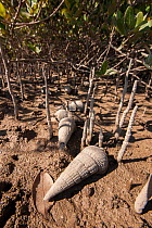 Mangrove snails (Terebralia palustris) at low tide lying between mangrove roots, Liwa, Sultanate of Oman, January.