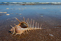 Woodcock murex snail (Murex scolopax), its aperture locked with operculum, Gulf of Oman, Sultanate of Oman, January, CROPPED