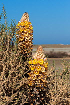 Yellow broomrape (Cistanche phelypaea), a plant parasiting on Atriplex, flowering, Sultanate of Oman, January.