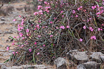 Desert rose (Adenium obesum), flowering in February, Dhofar mountains, Sultanate of Oman, February.