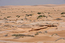 Typical sand desert with sandstone outcrops and sparse vegetation, Rimal Al Wahiba desert, Sultanate of Oman, February.