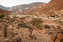 Rocky desert of Wadi Hashir near Al Mughsayl, Sultanate of Oman, February.