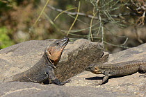 Adult and young male Gran Canaria giant lizards (Gallotia stehlini) on volcanic rock boulder, Gran Canaria, Canary Islands, June.