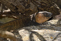 Male Gran Canaria giant lizard (Gallotia stehlini) resting under a bush in the shade at midday, Gran Canaria, Canary Islands, June.