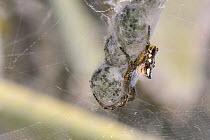 Female Tropical tent-web spider (Cyrtophora citricola) guarding a string of egg sacs within a communal web shrouding a stand of Prickly pear cactus / Barbary fig (Opuntia ficus-indica), Gran Canaria,...