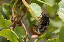Canarian bumblebee (Bombus terrestris canariensis), a subspecies endemic to the Canary Isles, resting by hanging from a leaf, Gran Canaria, Canary Islands, June.