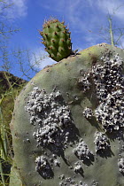 Cochineal insect (Dactylopius coccus), dense colony of scale insects from which the red dye cochineal is extracted, on Prickly pear cactus / Barbary fig (Opuntia ficus-indica) leaf, Gran Canaria, Cana...