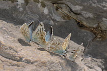Group of male Chalkhill blue butterflies (Polyommatus coridon) feeding on minerals and salts from a rock, Cares Gorge, Picos de Europa mountains, Spain, August.