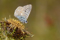 Chalkhill blue butterfly (Polyommatus coridon) nectaring on a Clustered carline thistle (Carlina corymbosa) flower, Picos de Europa mountains, Spain, August.