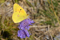 Clouded yellow butterfly (Colias croceus) nectaring on a Field scabious flower (Knautia arvensis), Picos de Europa mountains, Spain, August.