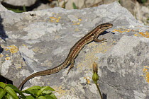 Common wall lizard (Podarcis muralis) basking on a limestone rock, Asturias, Spain, August.