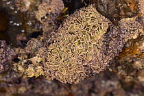 Close up of Coralline crust (Lithophyllum tortuosum) an encrusting coralline red algae growing on intertidal rocks exposed at low tide, Asturias, Spain, August.