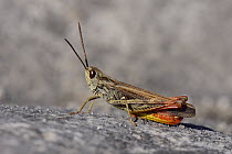 Field grasshopper (Chorthippus brunneus) on a limestone boulder, Picos de Europa mountains, Asturias, Spain, August.