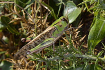 Migratory locust (Locusta migratoria) well camouflaged among coastal vegetation, Asturias, Spain, August.