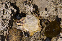 Pacific oyster / Japanese oyster / Miyagi oyster (Crassostrea gigas) attached to rocks among barnacles, mussels, limpets and anemones, exposed at low tide, Asturias, Spain, August