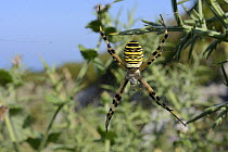 Wasp spider (Argiope bruennichi) on its web in coastal vegetation, Asturias, Spain, August.