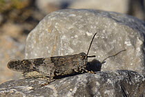 Blue-winged grasshopper (Oedipoda caerulescens) well camouflaged while sunning on a limestone boulder, Picos de Europa mountains, Asturias, Spain, August.