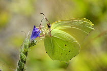 Brimstone butterfly (Gonepteryx rhamni) nectaring on a Viper's bugloss flower (Echium vulgare), Cares Gorge, Picos de Europa mountains, Spain, August.