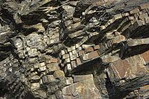 Close up of sandstone and shale rock layers in Chevron folds, Millook Haven cliffs, Cornwall, UK, April 2014.