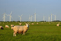 Domestic sheep (Ovis aries) grazing Romney Marshes near Little Cheyne Court wind farm, Rye, Sussex, UK, June.