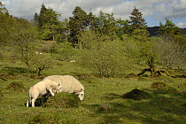Domestic sheep (Ovis aries) grazing grass on and around Yellow meadow ant (Lasius flavus) nest mounds on south facing grassland slope, Brecon Beacons, Wales, UK, May.