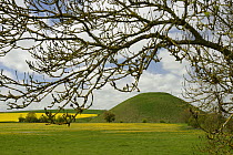 Ash tree (Fraxinus sp.) with Silbury hill, a Neolithic artificial chalk mound, one of the world's largest man-made prehistoric mounds, surrounded by flowering Dandelions (Taraxacum officinale) and Rap...