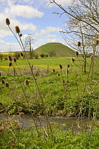 Teasel seedheads (Dipsacus sp.) with Silbury hill, a Neolithic chalk mound, one of the world's largest man-made prehistoric mounds, Wiltshire, UK, May 2015.