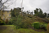 Deodar cedar tree (Cedrus deodara) blown down in a storm, leaning against a house, Wiltshire UK, March 2016. Property released.