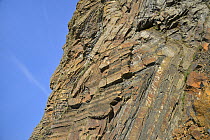Chevron folds of sandstone and shale rock layers in Millook Haven cliffs, Cornwall, UK, April 2014.