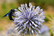 Violet carpenter bee (Xylocopa violacea) nectaring on a Spiny globe thistle (Echinops spinosissimus) flower, Crete, Greece, July.