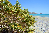 White bean caper (Zygophyllum album) bush growing on a beach, Xerokambos, Sitia, Crete, Greece, July.