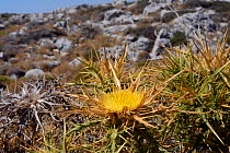 Clustered carline thistle (Carlina corymbosa) flowering, Crete, Greece, July.
