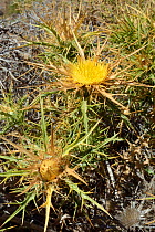 Clustered carline thistle (Carlina corymbosa) flowering, Crete, Greece, July.