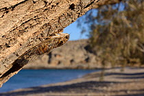 Cretan cicada (Cicada cretensis) on a Tamarisk (Tamarix sp.) tree trunk on a beach, Crete, Greece, July.