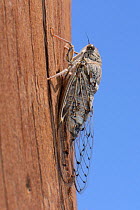 Cretan cicada (Cicada cretensis) on a telegraph pole, Kato Zakros, Crete, Greece, July.